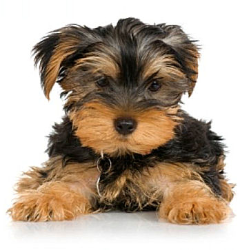 Yorkshire Terrier Puppies on Yorkshire Terrier Puppies For Sale   Yorkshire Breeders