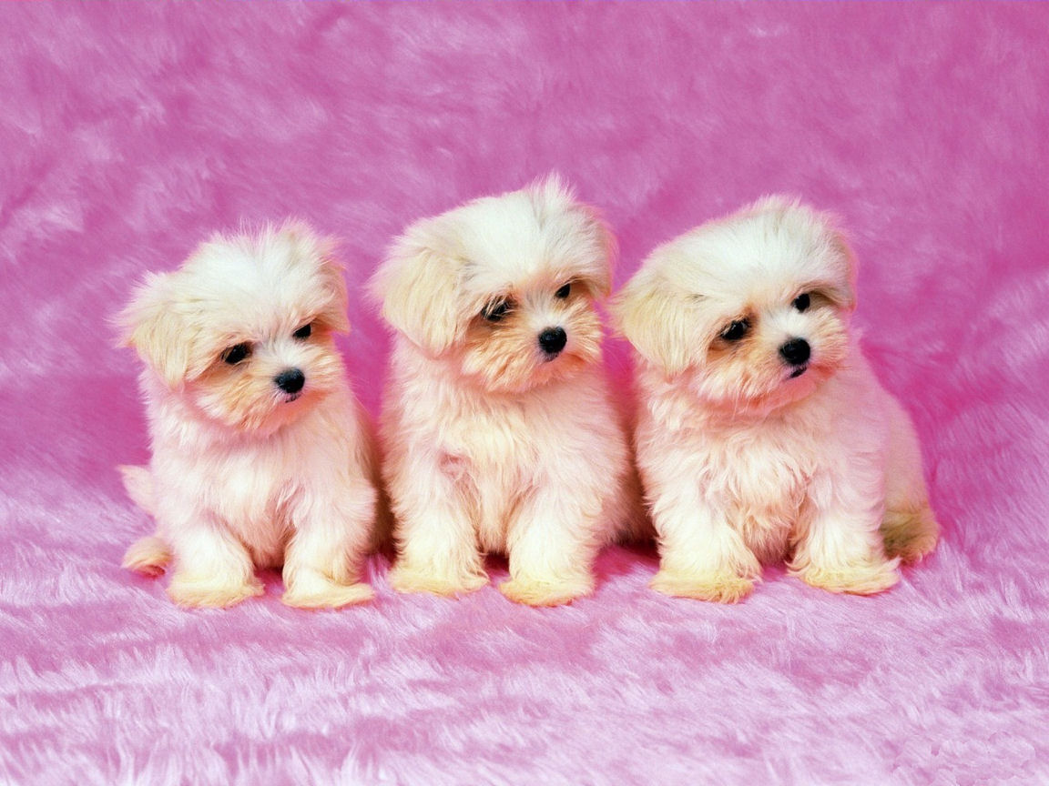 Cute shih tzu puppies Wallpaper for your Computer Desktop - Free Wallpapers